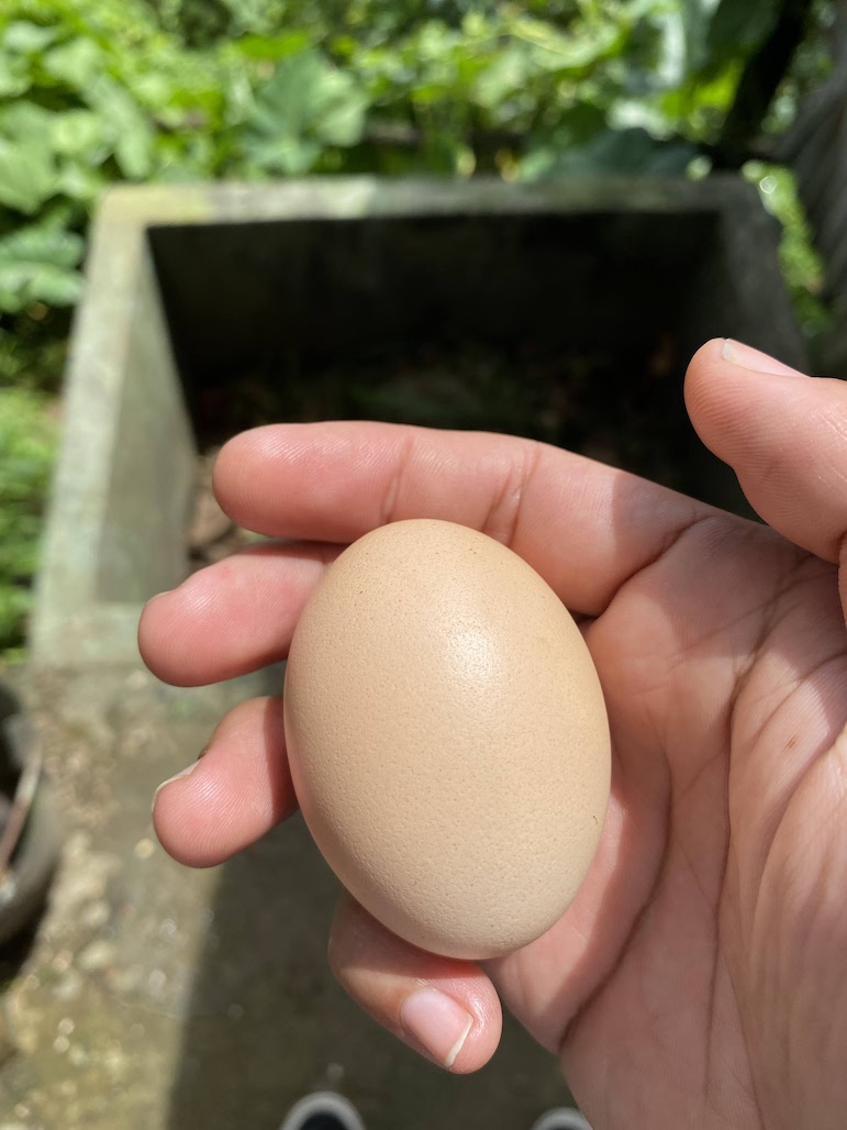 Brown egg