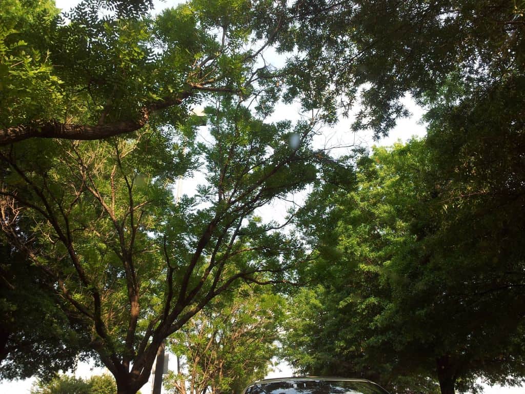 trees outside sunny day