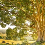 sunny weather man sleeping on tree