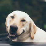 dog smiling