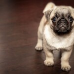 pug