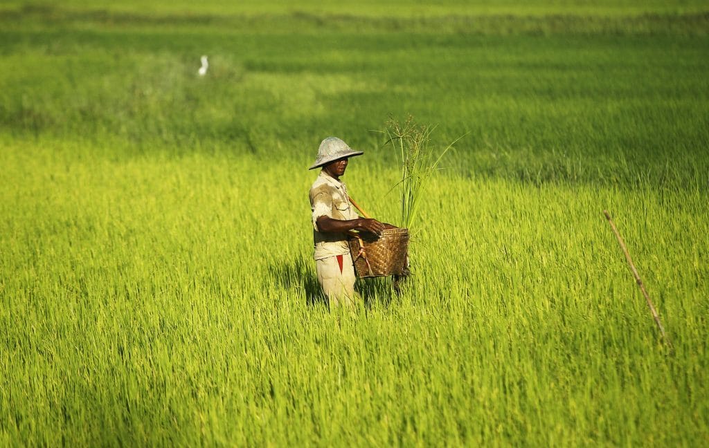 man rice burma rules for life