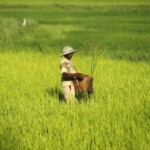 man rice burma rules for life