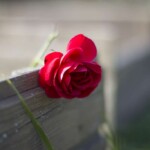 rose ego