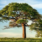 tree unsplash