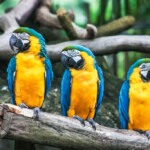 blue and yellow macaws