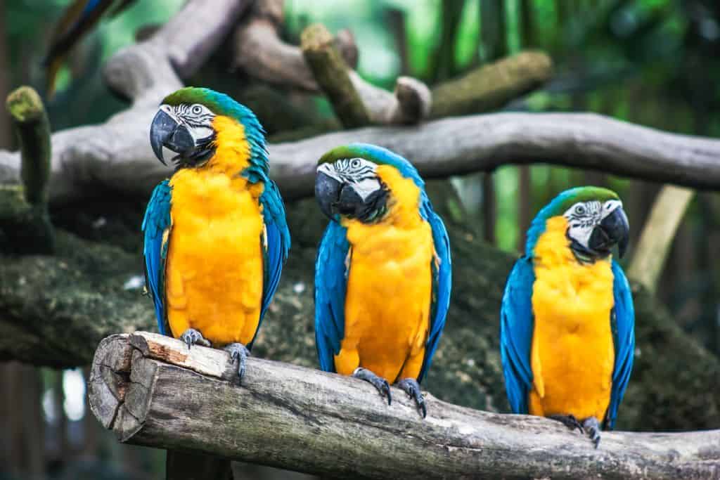 blue and yellow macaws