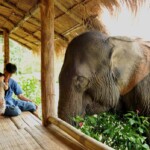 elephant cute