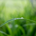 green blade of grass