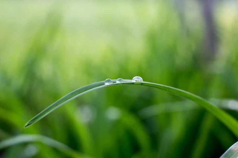 green blade of grass