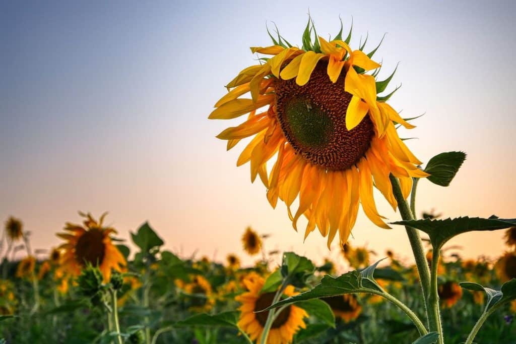 sunflowers facing down