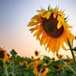 sunflowers facing down