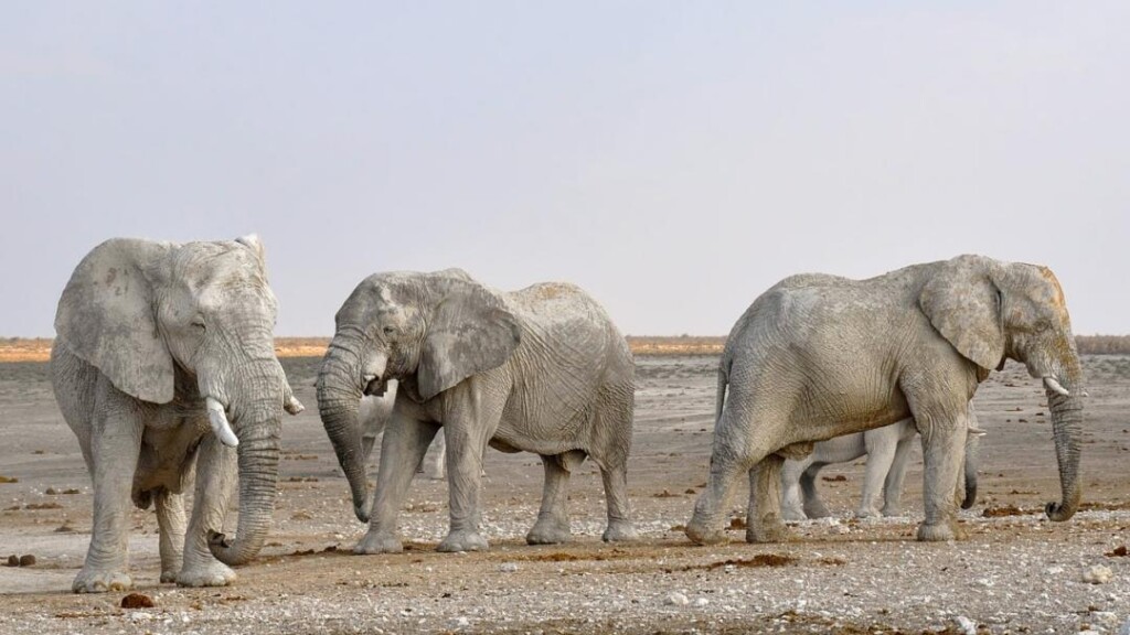 3 elephants