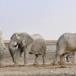 3 elephants