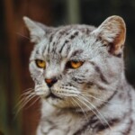 frowning cat