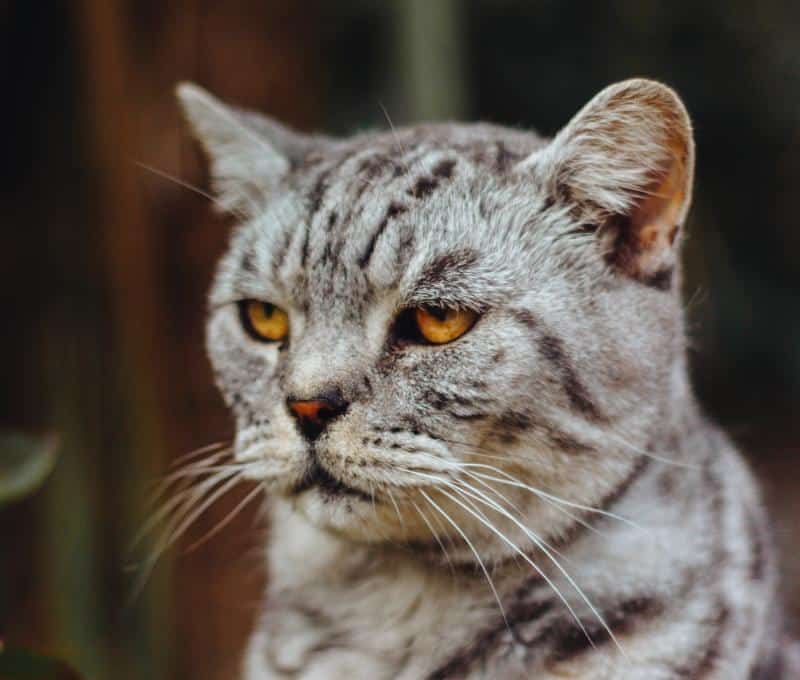 frowning cat