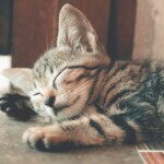 kitten sleeping pexels