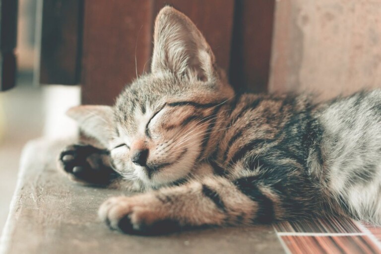 kitten sleeping pexels