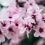 japanese pink flowers