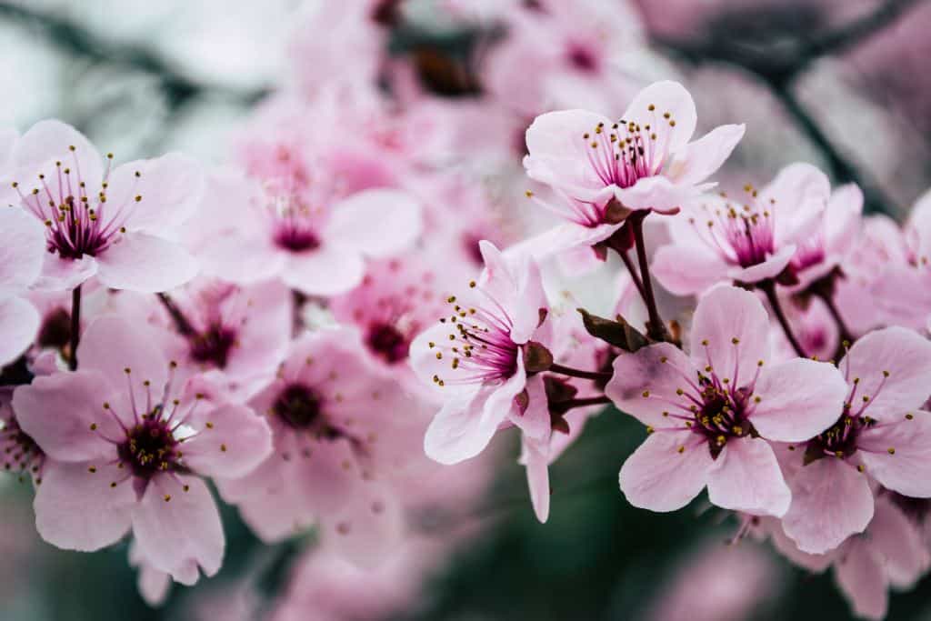 japanese pink flowers