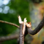 broken tree branch